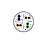 کابل شبکه ولوسیتی مدل V621081 - تصویر 2